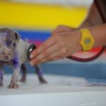 Dog, puppy, canine — Dr. Fazal Panezai on Boosting Brain Power as You Grow Older