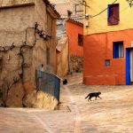 Street, cat, rural — Home Depot Coupons for Moving Supplies and Equipment at Discounted Rates