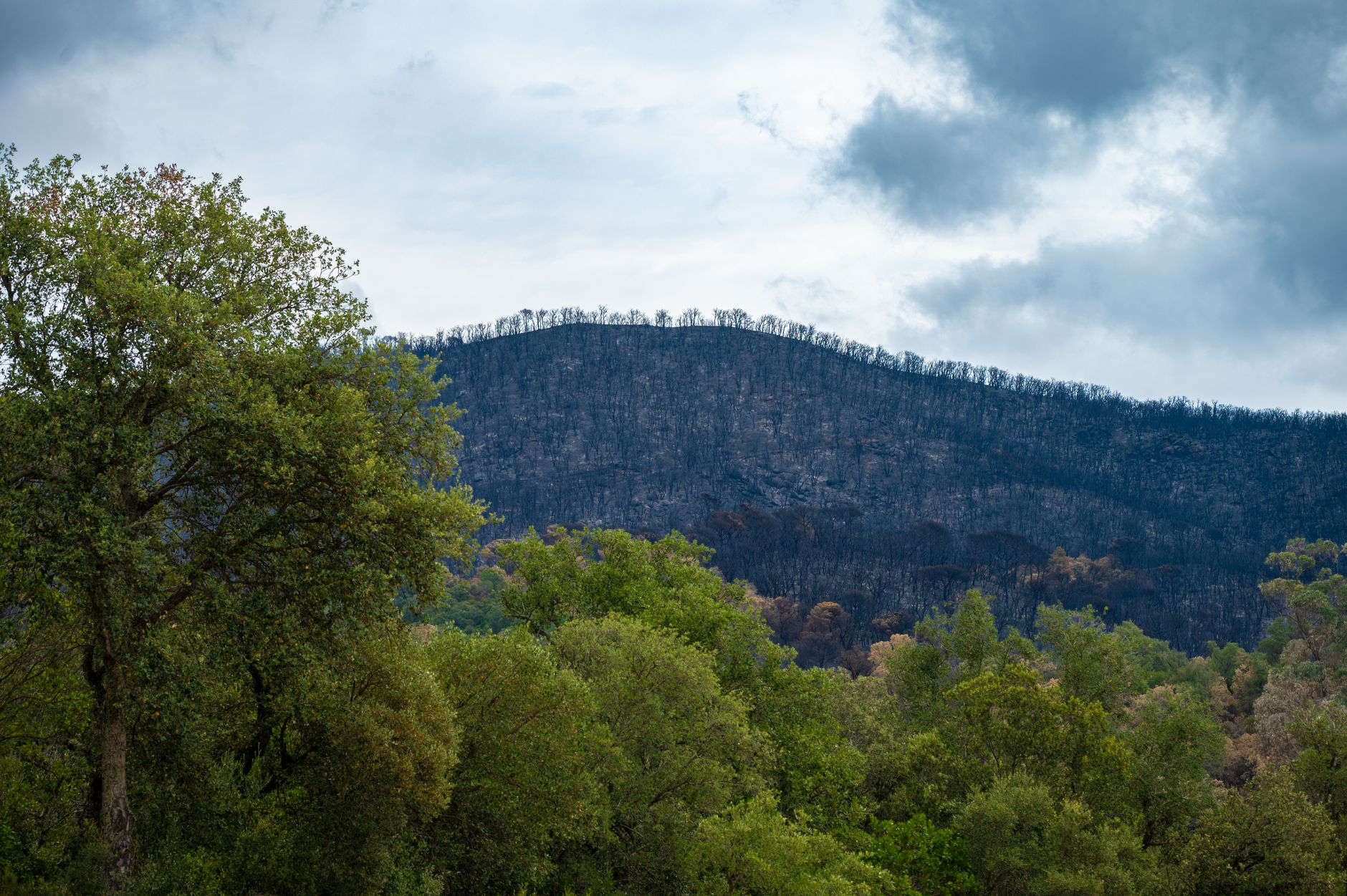 A mountain landscape showing a charred hill with visible fire damage on the upper level and vibrant greenery in the fore