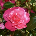 Flower, flower wallpaper, pink — The Rise of Local Flower Delivery for Global Gifting Needs