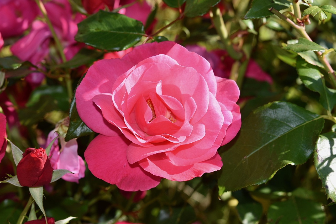 Flower, flower wallpaper, pink — The Rise of Local Flower Delivery for Global Gifting Needs