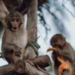 Orange-Lipped Monkey