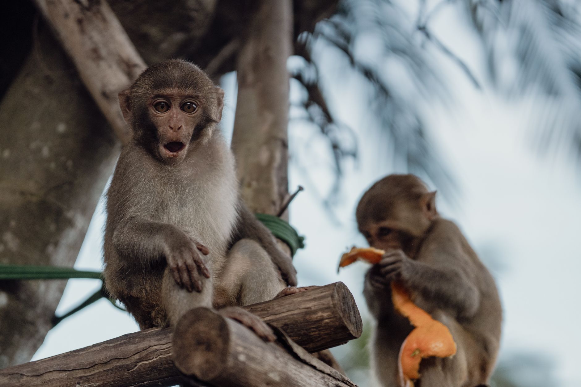 Orange-Lipped Monkey
