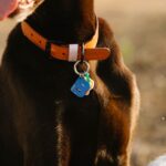 Cloudflare Clef-omni model
