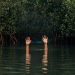 drowned forests reborn