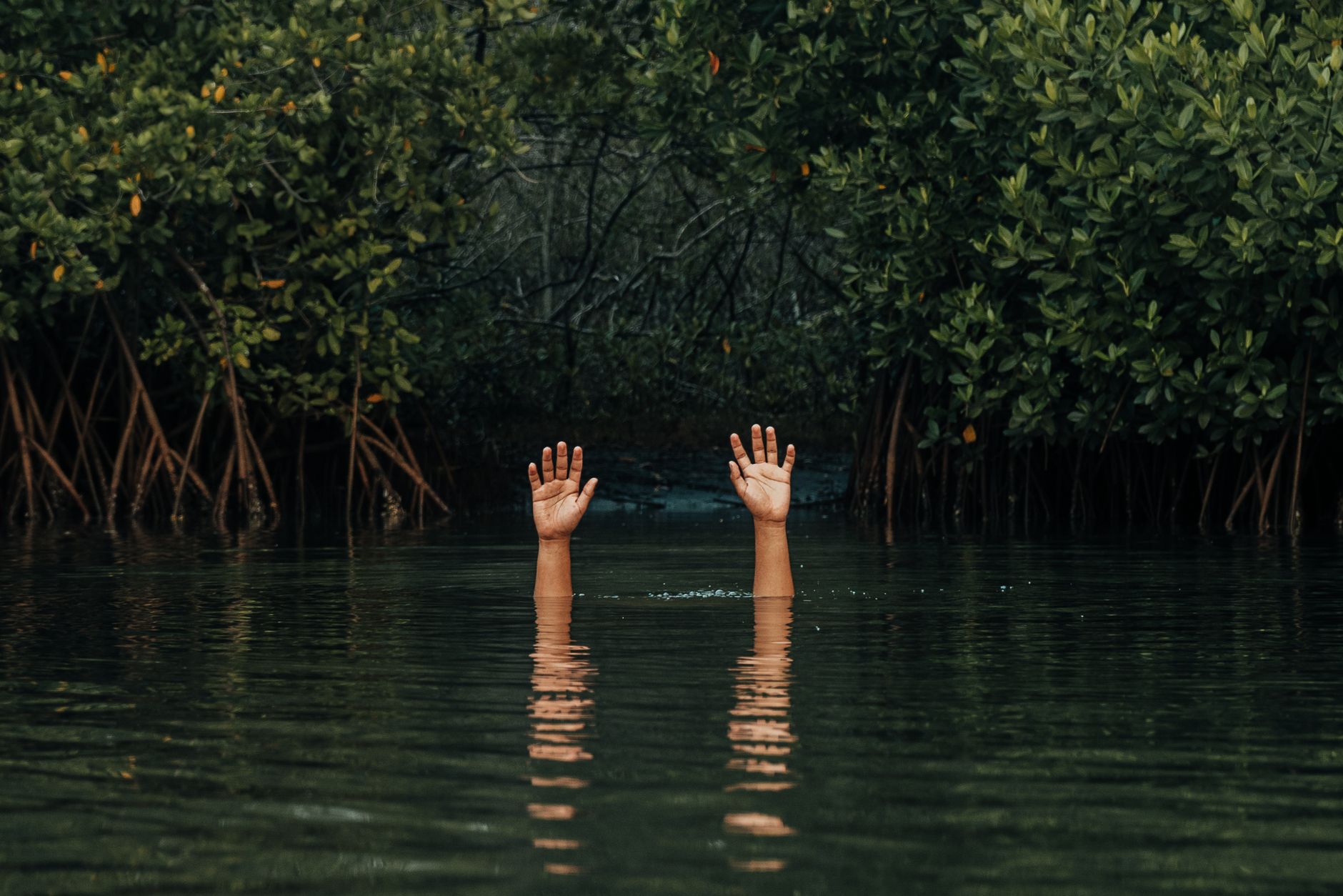 drowned forests reborn