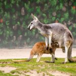 Planet Zoo 2 launch details