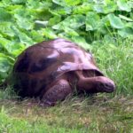 world's oldest reptile