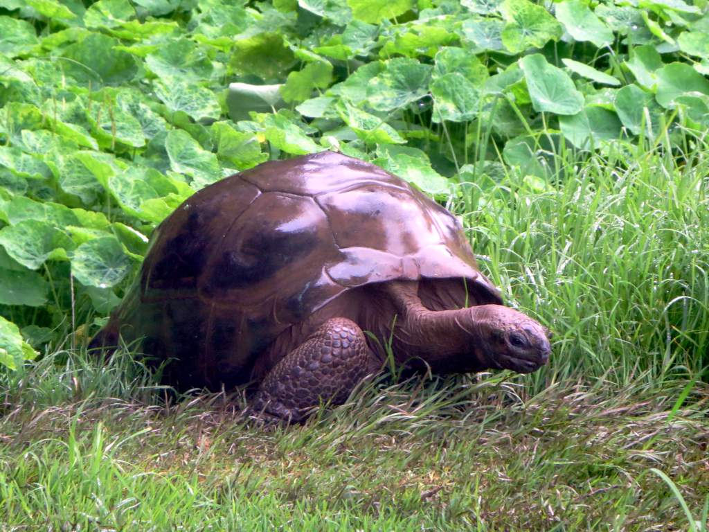 world's oldest reptile